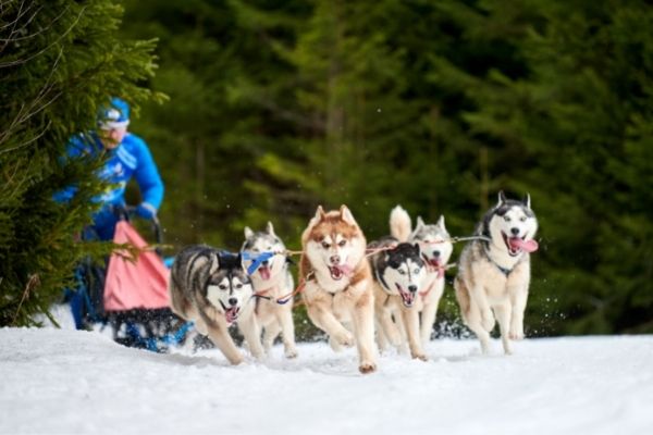 Schlittenhunderennen