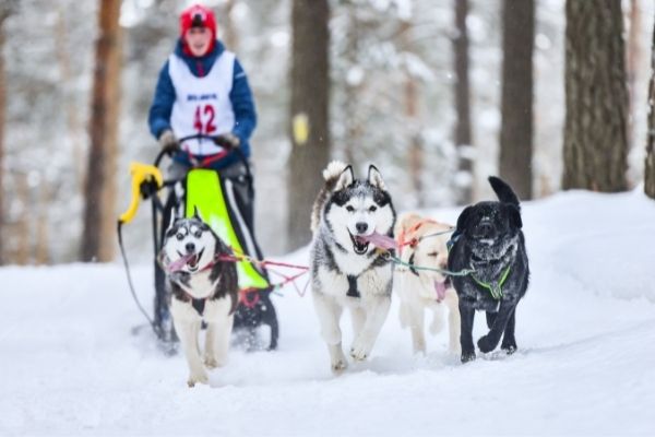 Schlittenhundesport im Gebirge