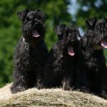 Mittelschnauzer