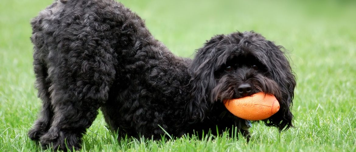 Snoodles Hund Drawspatula