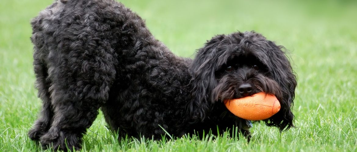 Schnoodle am Spielen