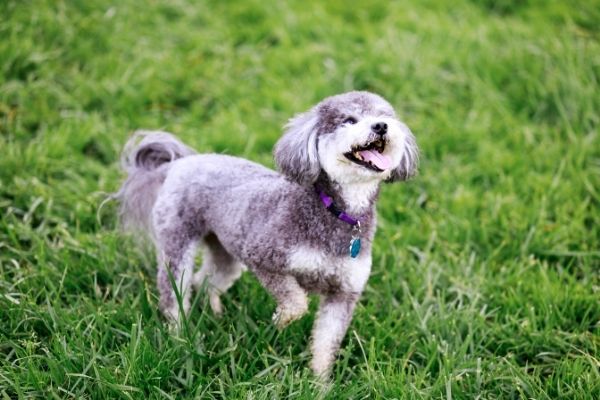 Hybridhunde: Schnoodle auf der Wiese