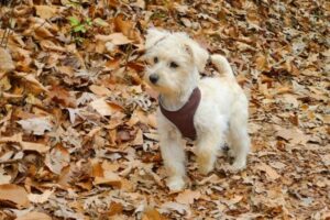 Schnoodle in der Natur