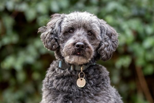 Kleine Hunderassen die nicht haaren: Schnoodle von vorne