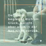 Die 80 schönsten Hundesprüche mit Bildern edogs.de Magazin