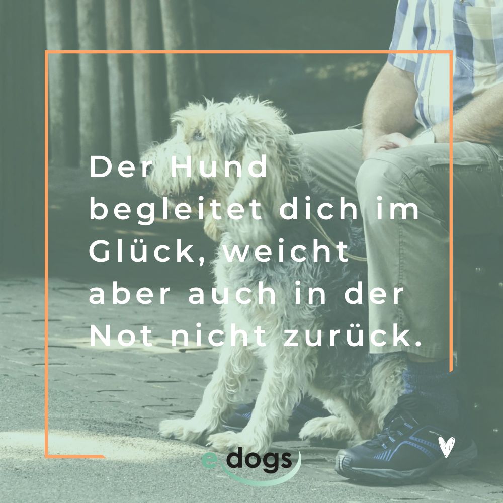 Schöne Hundesprüche: Der Hund begleitet dich im Glück, weicht aber auch in der Not nicht zurück.