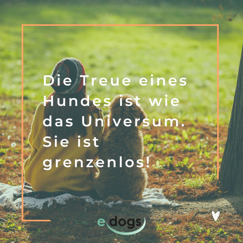 Schöne Hundesprüche: Die Treue eines Hundes ist wie das Universum. Sie ist grenzenlos!