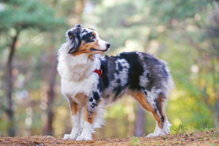 Udstyre Hula hop betalingsmiddel Hunde für Allergiker: Die 10 besten hypoallergenen Hunde