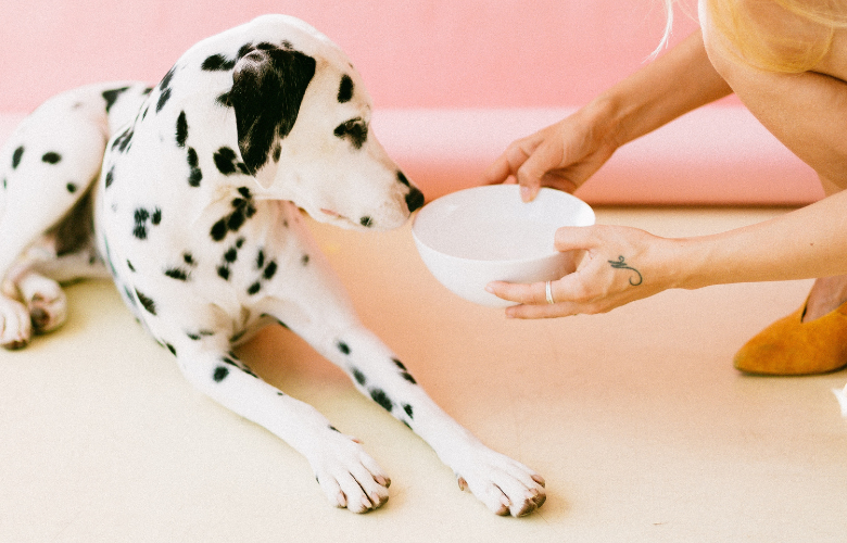 Schonkost für Hunde: Frau gibt Hund etwas zu essen