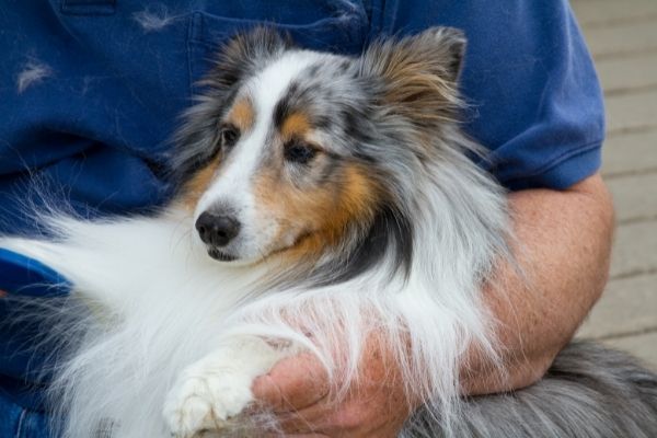 Mann hält Hund im Arm