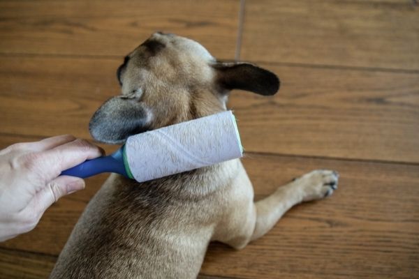 Schuppen beim Hund werden entfernt