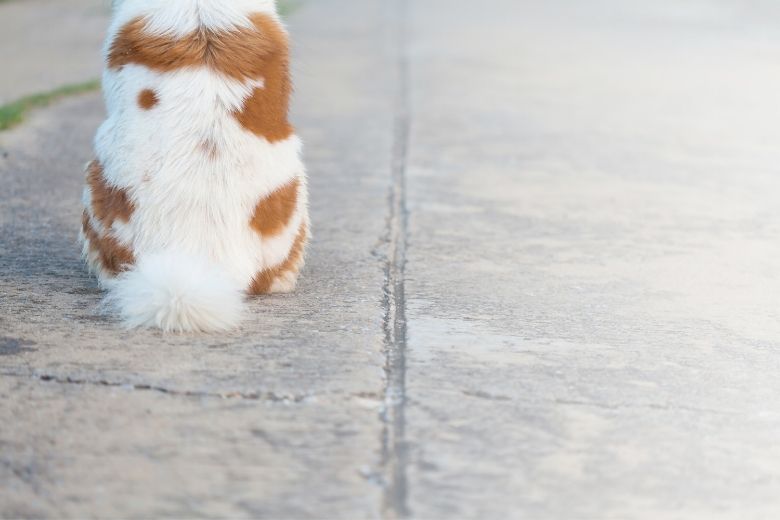 Schuppen beim Hund