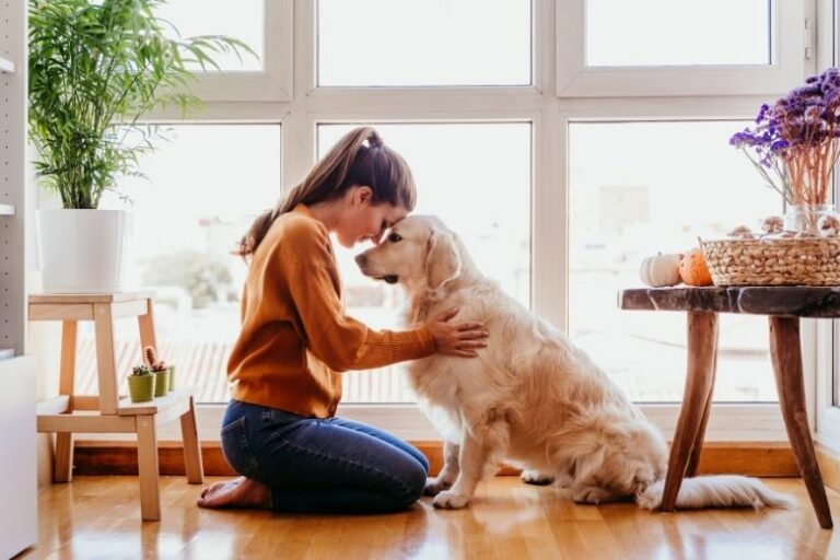 Schutzvertrag für den Hund – Das ist wichtig
