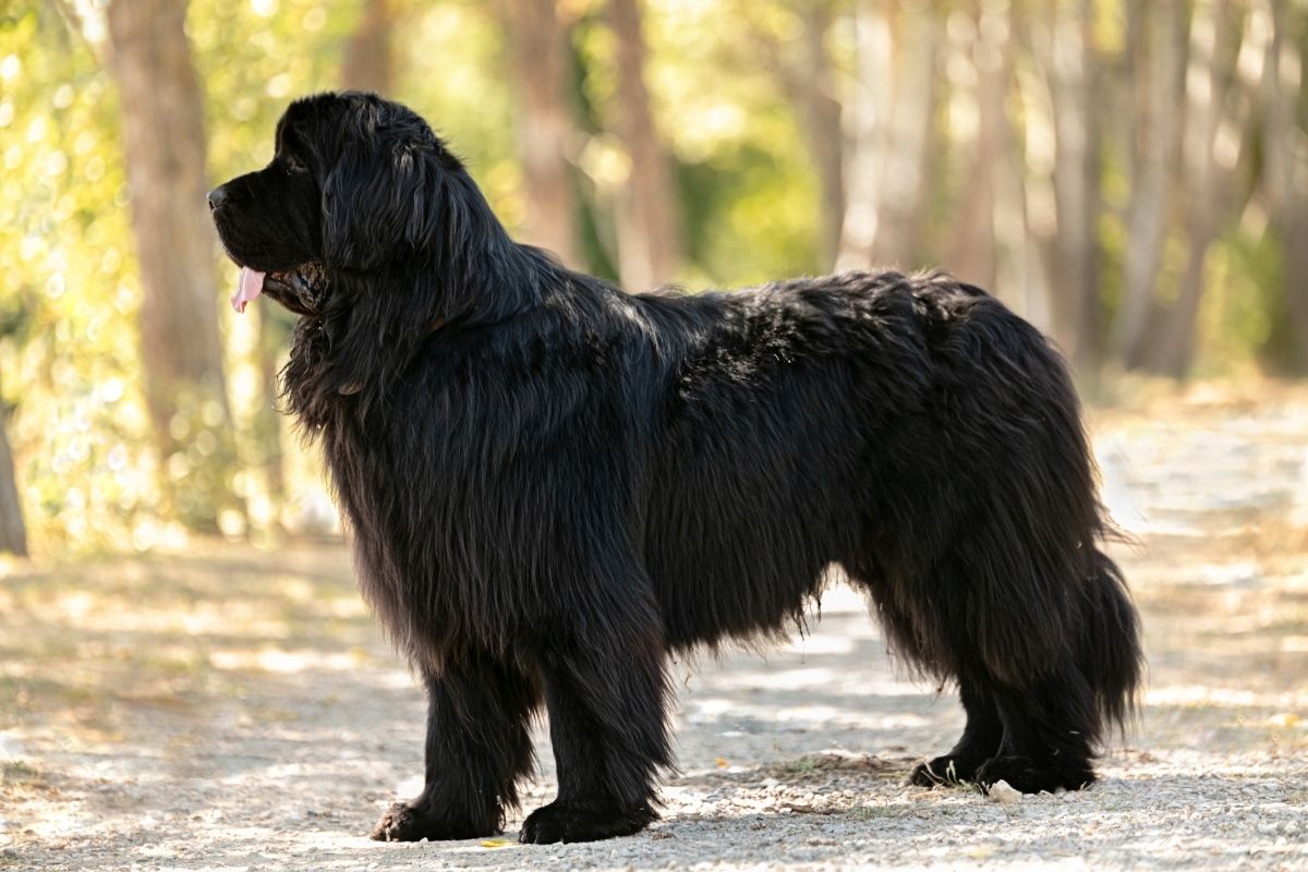 Schwarze Hunderassen von A bis Z mit Bildern | edogs Magazin