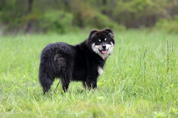 Hütehunde: Schwedischer Lapphund von hinten auf einer Wiese