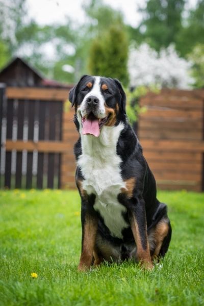 Schweizer Sennenhund im Portrait