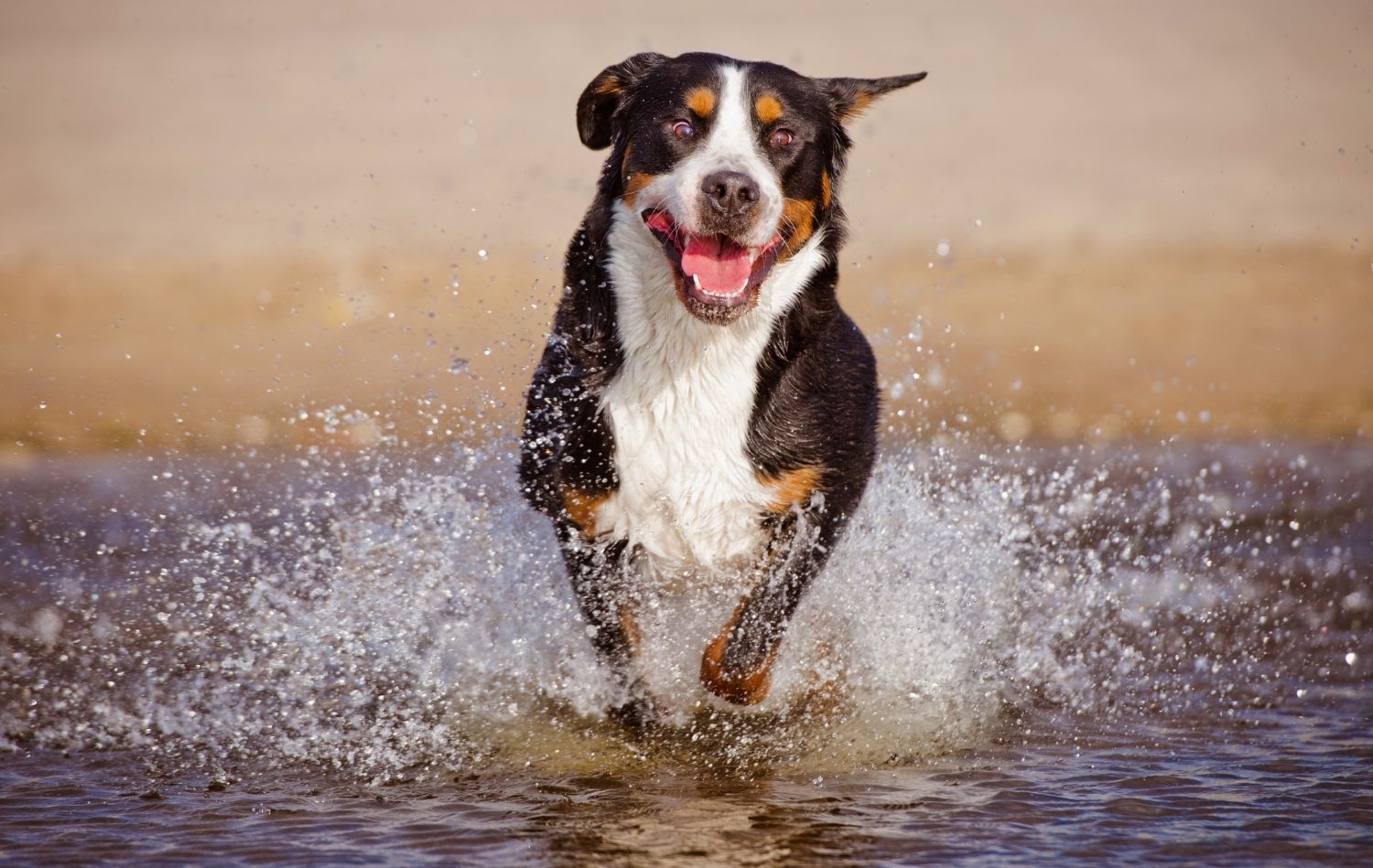 Schweizer Sennenhund im Wasser