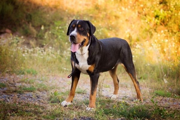 Schweizer Sennenhund in der Natur