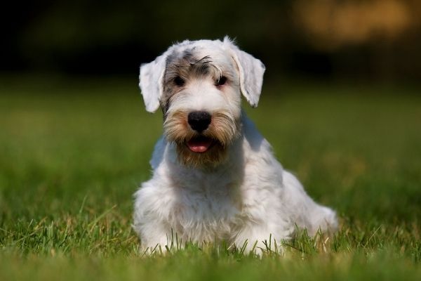 Sealyham Terrier im Portrait
