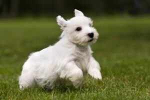 Sealyham Terrier Welpe