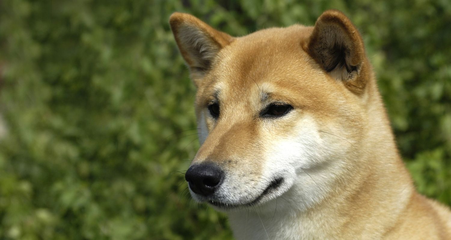 Schönste Hunderassen von A bis Z mit Bildern edogs Magazin