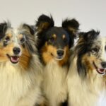 Shetland Sheepdog