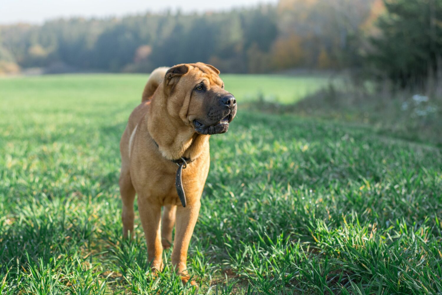 Ursprünglich hatten die Shar Peis kaum Falten