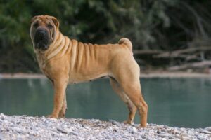 Die Falten des Shar Peis müssen täglich gepflegt werden