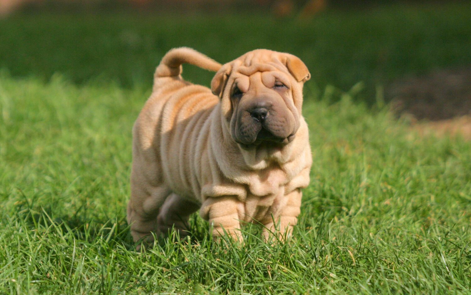 Die Sozialisierung im Welpenalter ist entscheidend für den Shar Pei