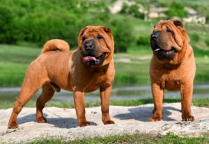 Shar Pei in der Natur