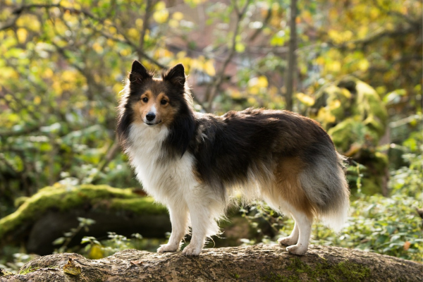 Shetland Sheepdog draußen