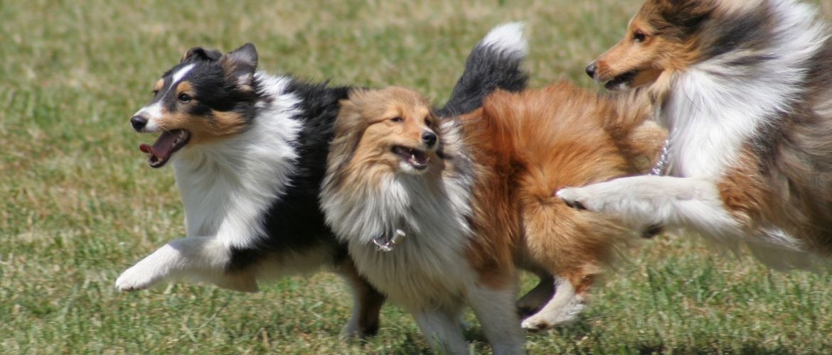 Shetland Sheepdogs im Auslauf