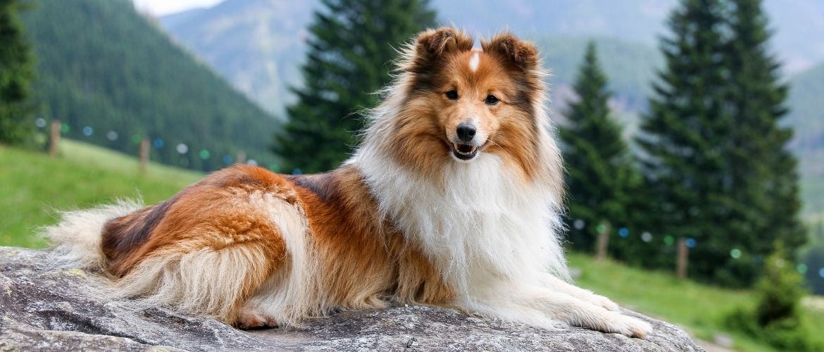 Shetland Sheepdog im Liegen