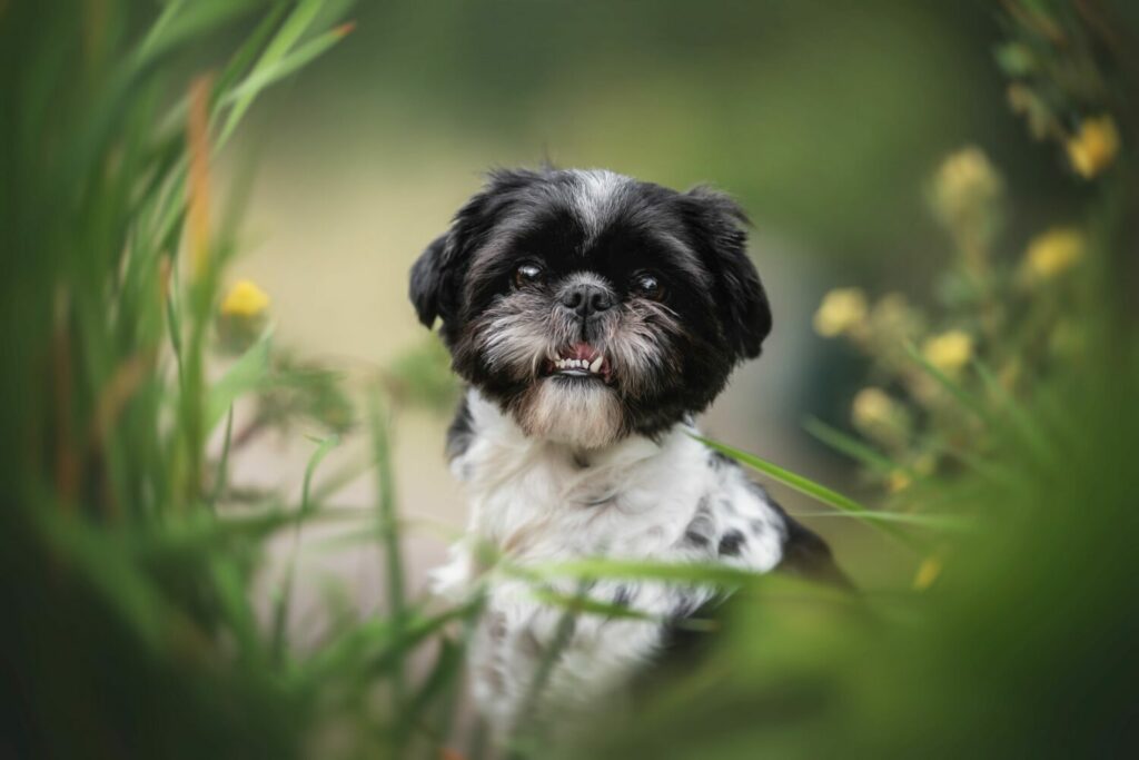 Shih Tzu in der Natur