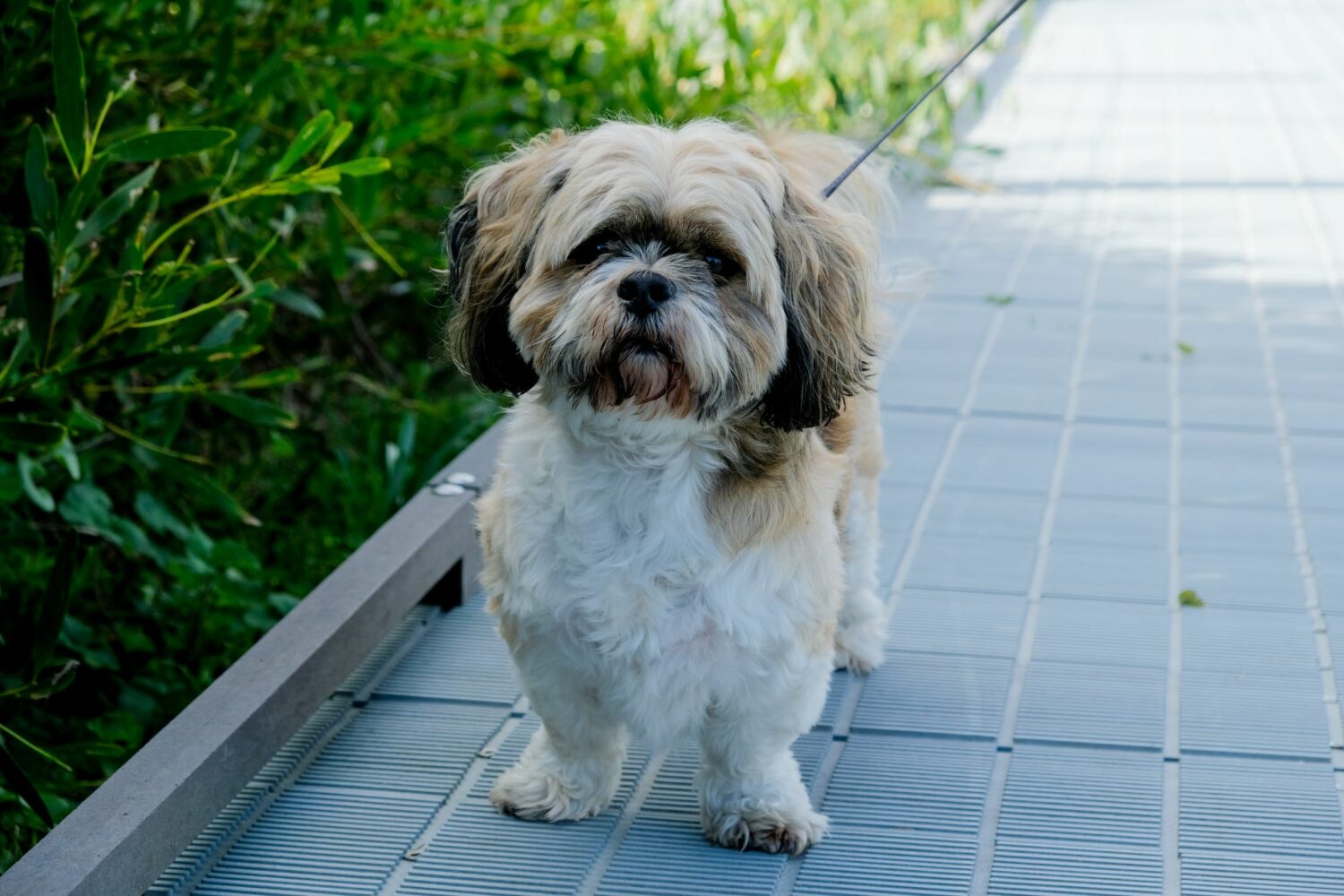 Shih-Tzu Steckbrief, Charakter, Wesen Haltung