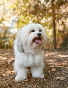 Der Shih Tzu ist ein guter Familienhund