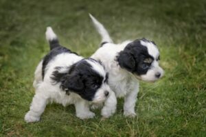 Shih Tzu im Rasseportrait