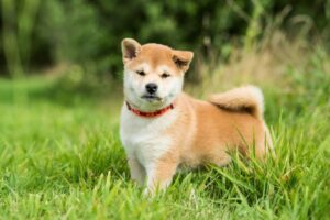 Shiba Inu Welpe steht in grünem Gras