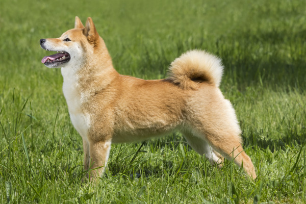 Shiba Inu von der Seite