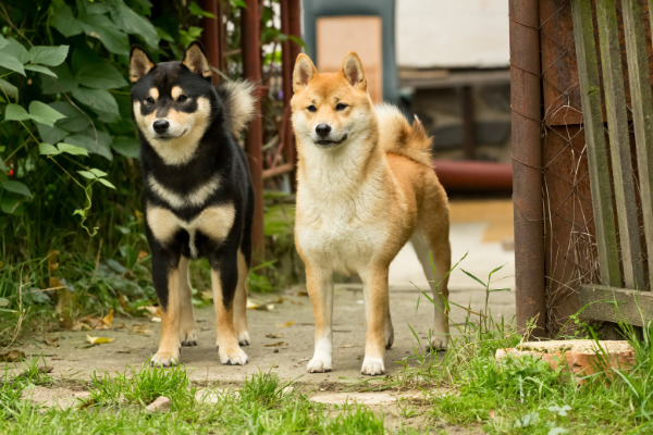 Shiba Inu zu zweit