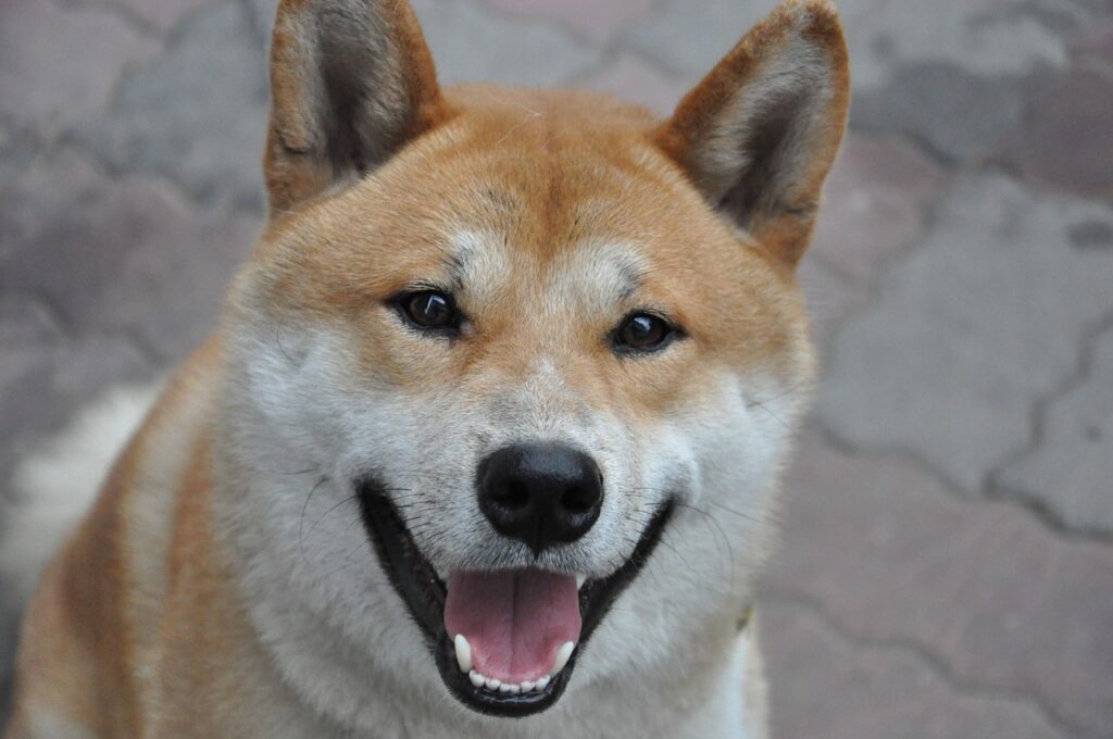 Shiba Inu