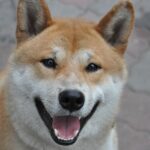 Shiba Inu