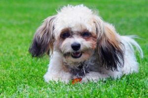 Shih Poo auf der Wiese