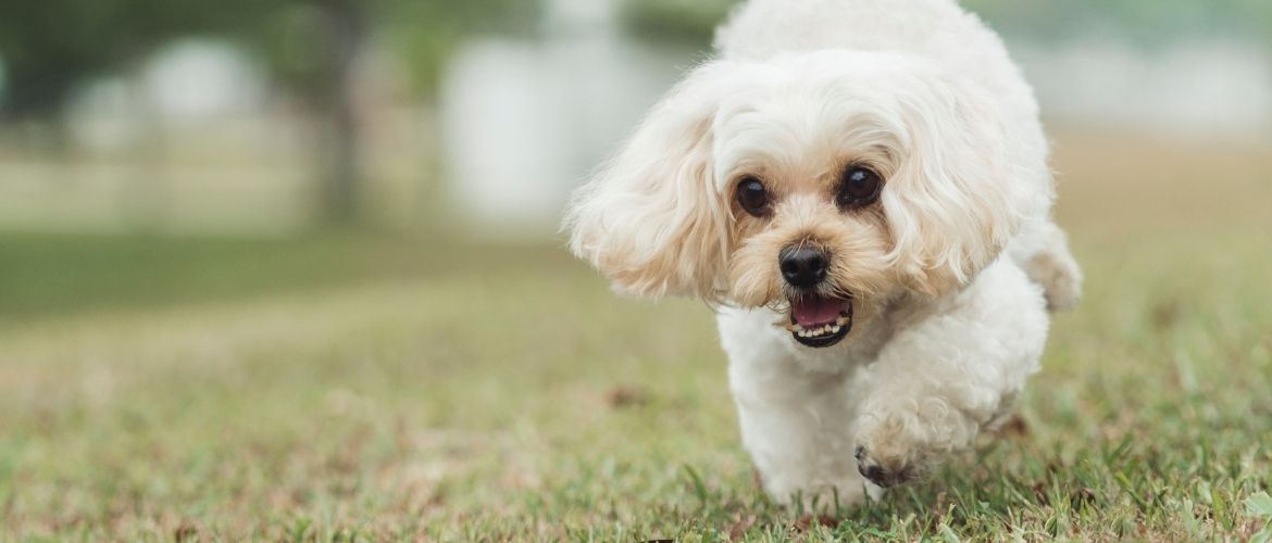 Shih Poo beim Auslauf