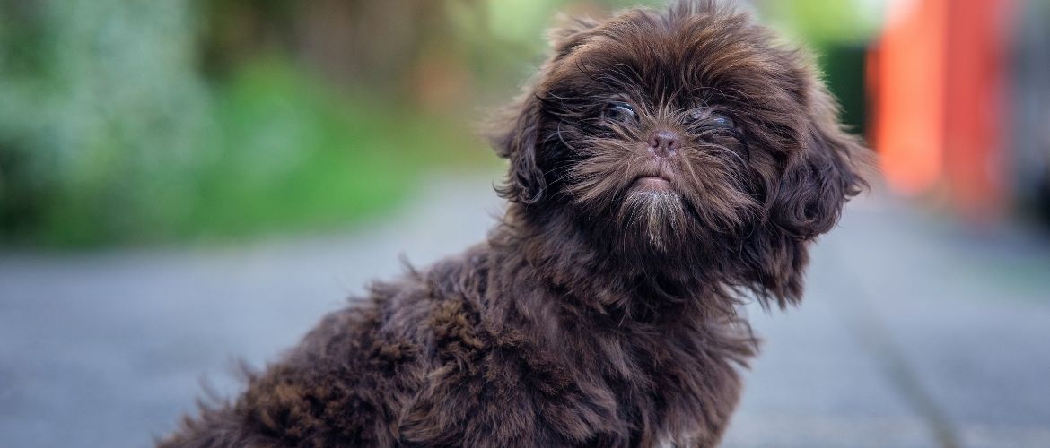 Hybridhunde: Shih Poo von vorne