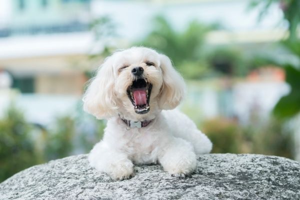 Shih-Poo Welpe im Liegen