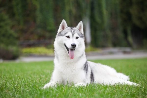 Siberian Husky im Rasseportrait