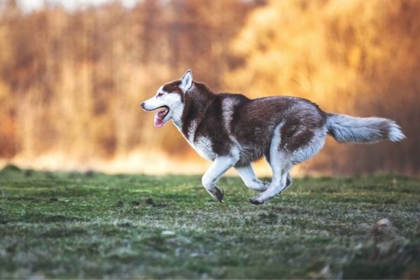 Siberian Husky im Rasseportrait