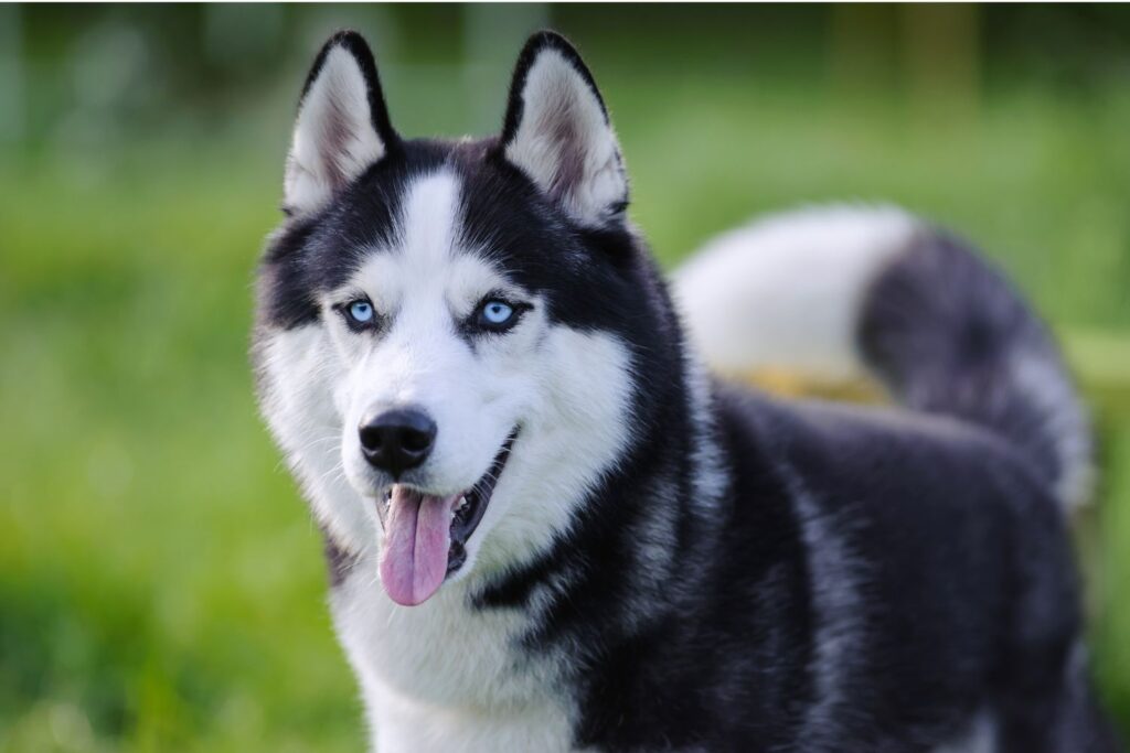 Siberian Husky: Hund steht aufmerksam auf einer Wiese und hechelt.