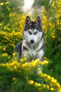 Siberian Husky im Rasseportrait